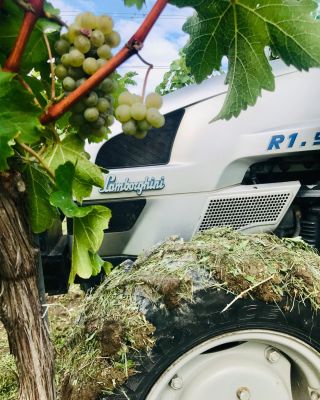 Sauvignon Blanc! #harvest2022 #vinarstvipavlica #pavlicagang #zajeci #jiznimorava #palava #sauvignonblanc #lamborghini...