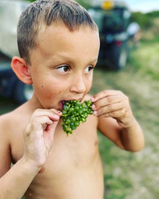 Začínáme !! ✂️🍇 2023 #vinobrani #harvesttime #familywinery #zajeci #sauvignonblanc